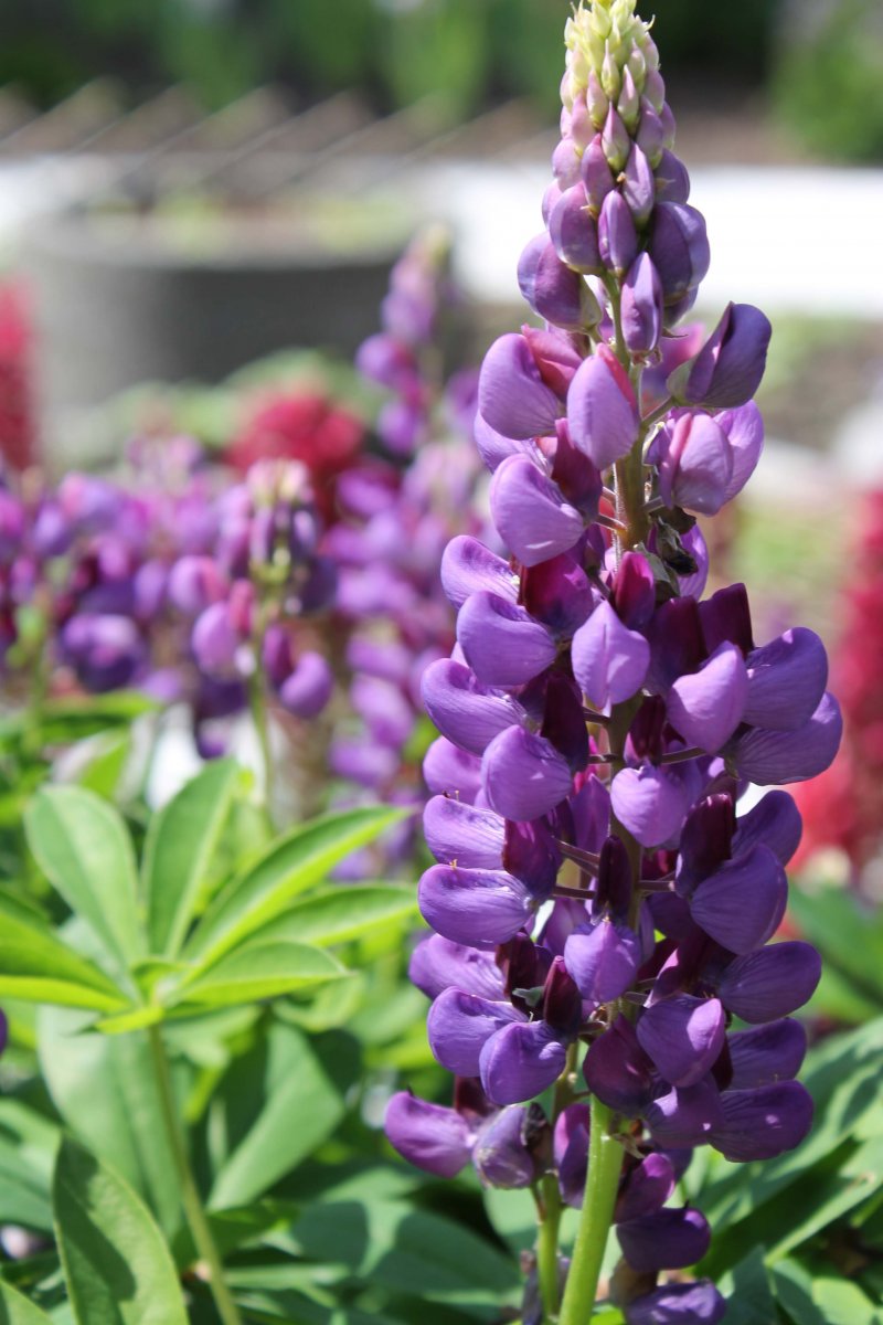 The Knowledge Garden Pgpl